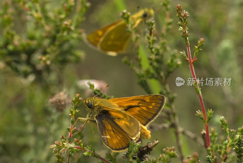 大蝴蝶(Ochlodes faunus)求偶